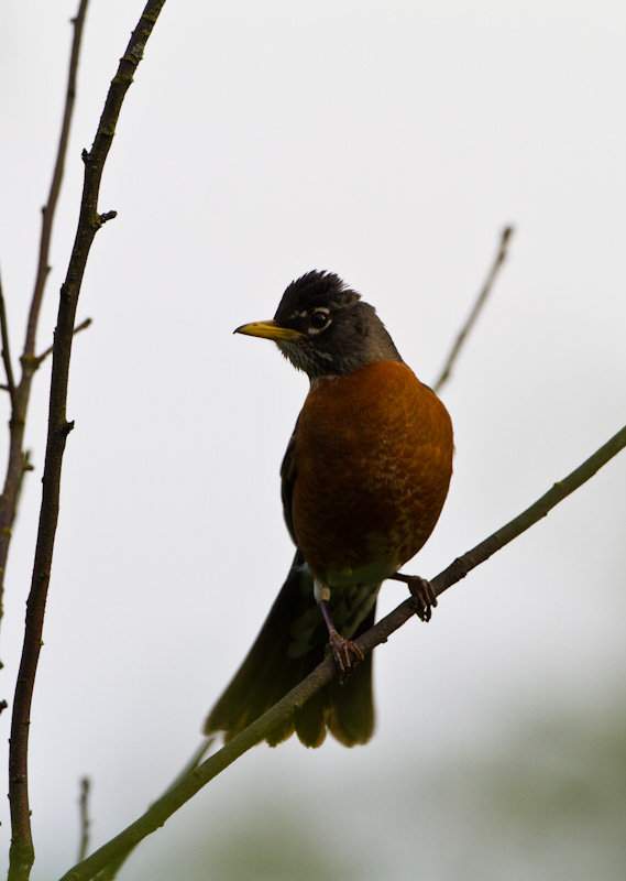 American Robin